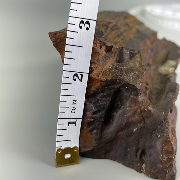 Petrified Wood - Picture 10 of 11